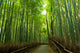 Bamboo Grove Wall Decal