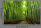 Bamboo Grove Wall Decal