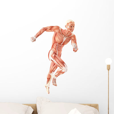 Running Man Muscles Anatomy (Three-Quarter View) Wall Decal shown on a wall