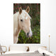 Palomino Wall Decal