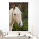 Palomino Wall Decal