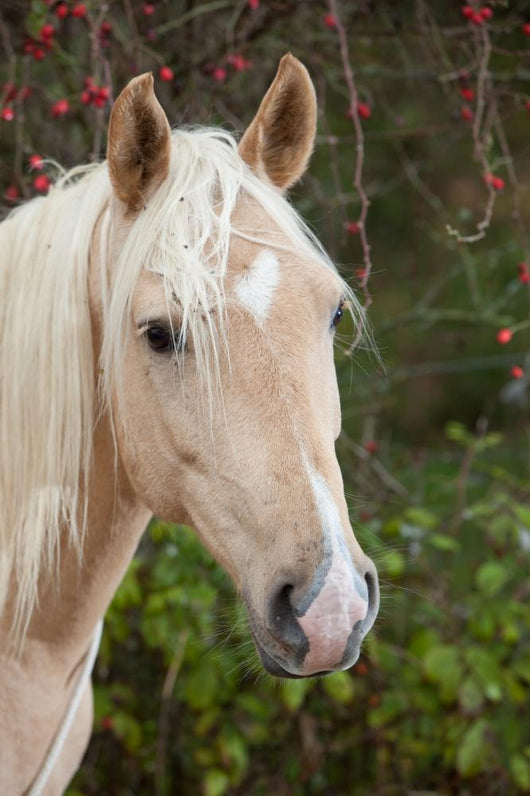 Palomino Wall Decal