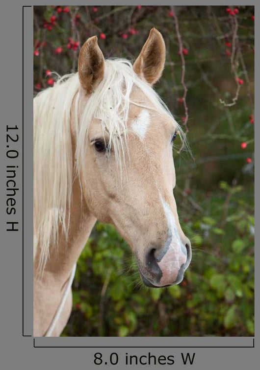 Palomino Wall Decal
