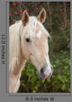 Palomino Wall Decal