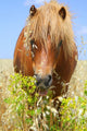 Horse in a Wheat Field Wall Decal