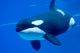Killer Whale Tank Wall Decal