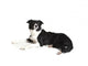 Border Collie Wall Decal