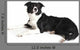 Border Collie Wall Decal