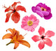 Flowers Vector Set Wall Decal