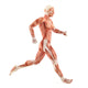Running Man Muscles Anatomy (Side View) Wall Decal