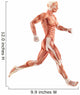 Running Man Muscles Anatomy (Side View) Wall Decal