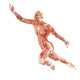 Flight Man Muscles Anatomy Wall Decal