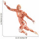 Flight Man Muscles Anatomy Wall Decal