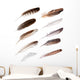 Ten Feathers from Different Wall Decal