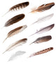 Ten Feathers from Different Wall Decal