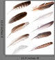 Ten Feathers from Different Wall Decal