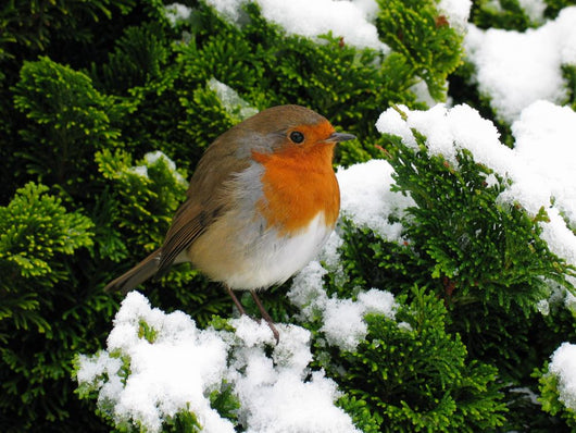 Robin Wall Decal