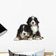 Couple Puppies Bernese Mountain Wall Decal