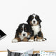 Couple Puppies Bernese Mountain Wall Decal