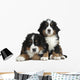 Couple Puppies Bernese Mountain Wall Decal
