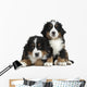 Couple Puppies Bernese Mountain Wall Decal