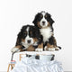 Couple Puppies Bernese Mountain Wall Decal