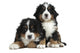 Couple Puppies Bernese Mountain Wall Decal