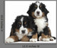 Couple Puppies Bernese Mountain Wall Decal