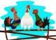 Three Poyuschyh Cock Wall Decal