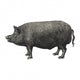 English Pork Wall Decal