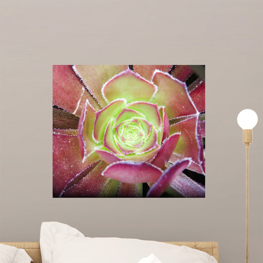Aloe Wall Decal