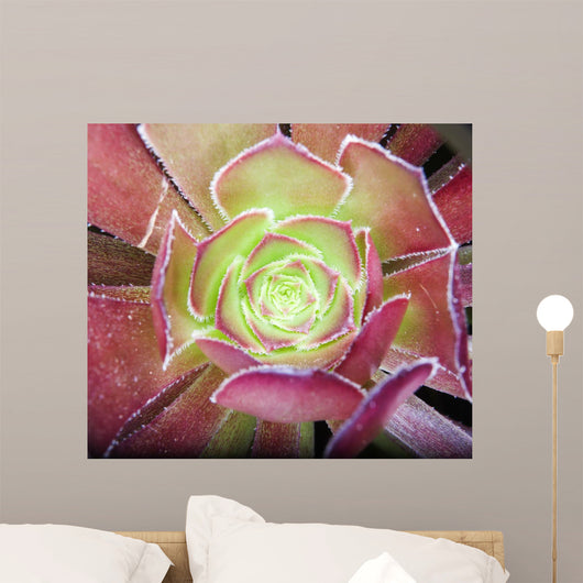Aloe Wall Decal