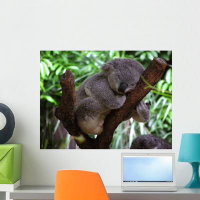 Sleeping Koala Wall Decal shown on a wall