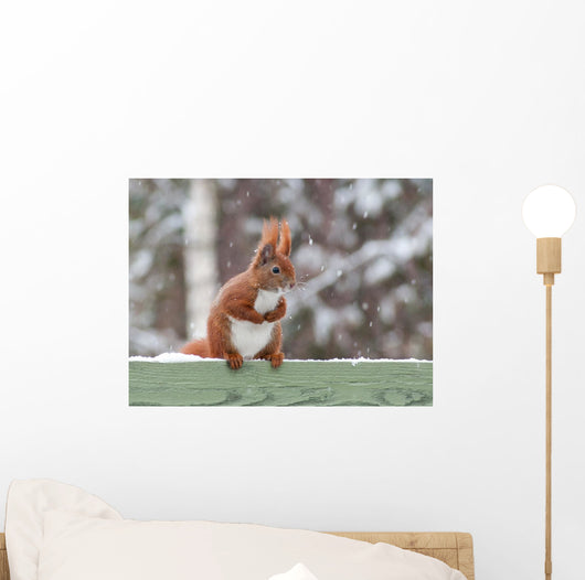 Red Squirrel Sitting Green Wall Decal