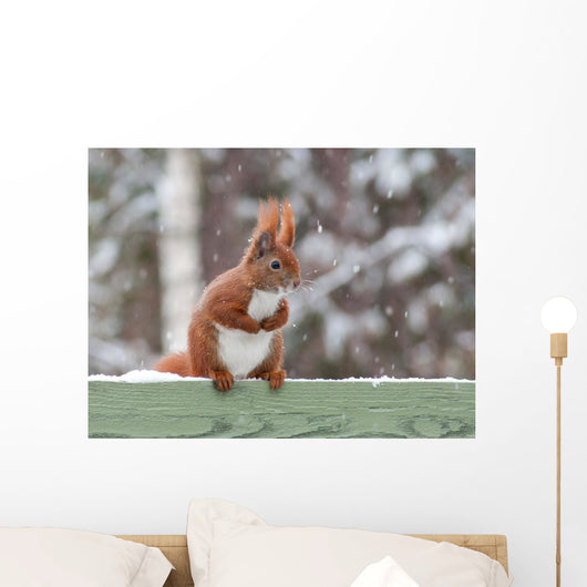 Red Squirrel Sitting Green Wall Decal