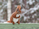Red Squirrel Sitting Green Wall Decal