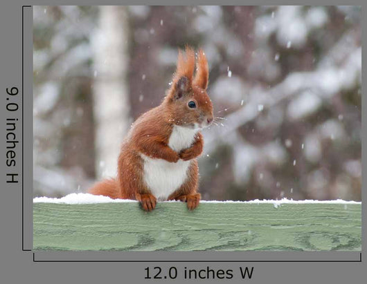 Red Squirrel Sitting Green Wall Decal
