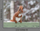 Red Squirrel Sitting Green Wall Decal