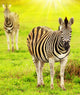 Wild Zebras African Continent Wall Decal