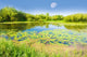 Colourful Bog Wall Decal