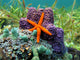 Sea Star and Sponges Wall Decal
