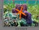 Sea Star and Sponges Wall Decal