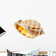 Shell Wall Decal