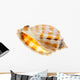 Shell Wall Decal