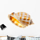 Shell Wall Decal