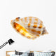 Shell Wall Decal