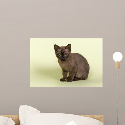 Burmese Kitten 19070 Wall Decal