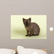 Burmese Kitten 19070 Wall Decal