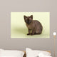 Burmese Kitten 19070 Wall Decal