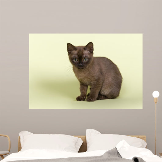 Burmese Kitten 19070 Wall Decal